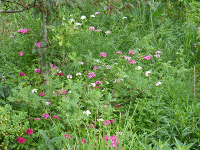 2018-06-01 Bartnelken.jpg