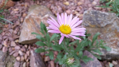 Aster coloradoensis 01.06.18.jpg