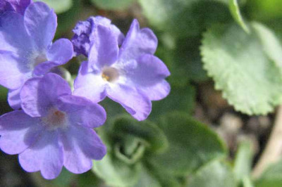7.4.07._Primula_marginata_Janet__032.JPG