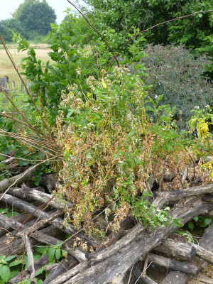 2018-06-01 Rosa multiflora.jpg