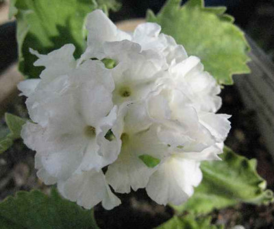7.4.07._Primula_marginata_White_Linda_Pope__030.JPG