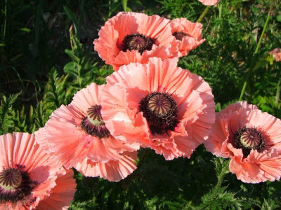 Zeppelin Mohn.jpg