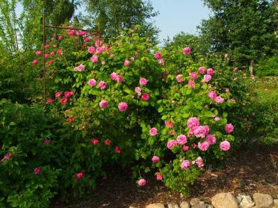 Rose aus Trems.jpg