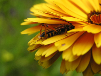 sonnig-1.jpg