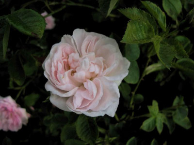 princessedelamballebluete014.pg.jpg