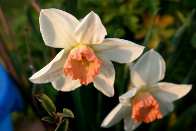 St_Narcissus070407.jpg