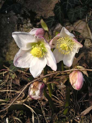 helleborus_niger_wald.jpg