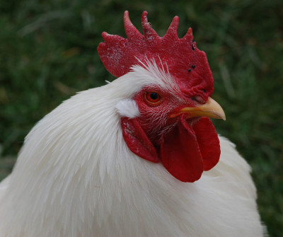 Frohe-Ostern-Gockel.jpg