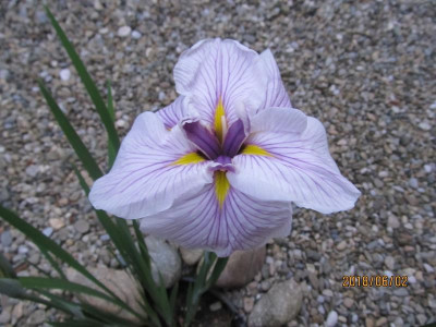 IMG_6950 small.jpg