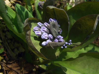Mertensia_virginica_07.jpg