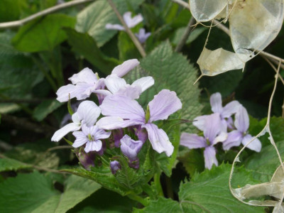 Lunaria_rediviva_07.jpg
