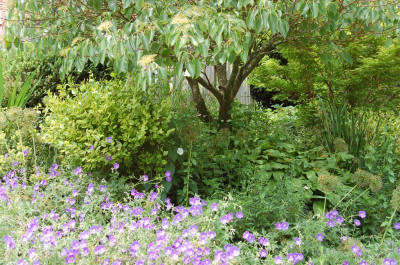 Viburnum.jpg