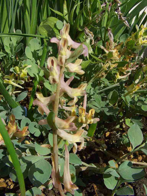 Corydalis_div_07.jpg