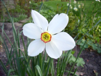 Narcissus_poeticus_Actaea_Recurvus.jpg