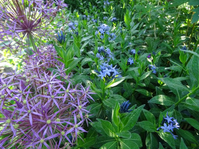 Allium christophii mit Amsonia orientalis Juni 2018.JPG