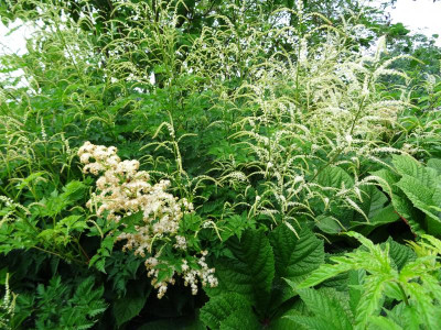 Rodgersia aesculifolia mit Aruncus Johannifest Juni 2018.JPG