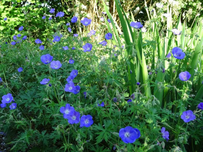 Geranium Brookside mit Iris pseudoacorus Variegata June 2018.JPG