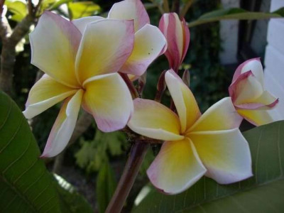 Frangipani_06.jpg.jpg