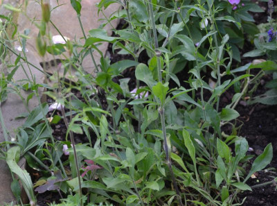 Silene_italica.18-2.jpg