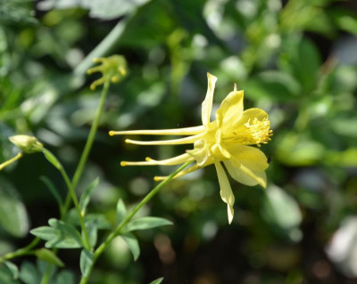 Aquilegia_chrysantha-DenverGold.18-1.jpg
