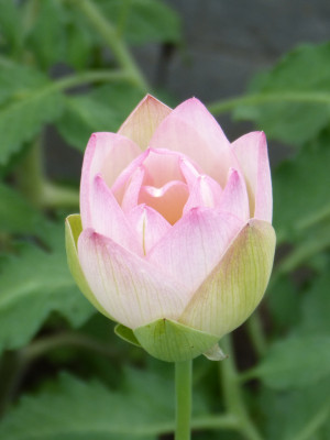 2018-06-03 Nelumbo 'Green Maiden' 1.jpg