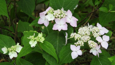 DSCN3072.JPG