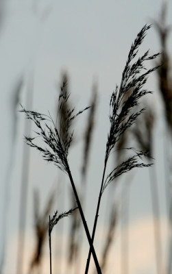 Morgenspaz.-Donau-7.jpg