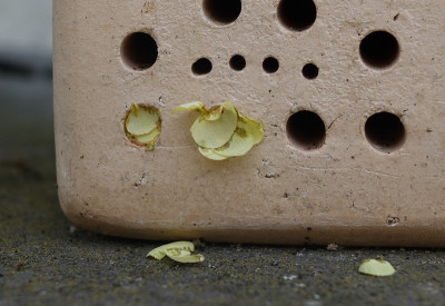 bienenstein1.jpg