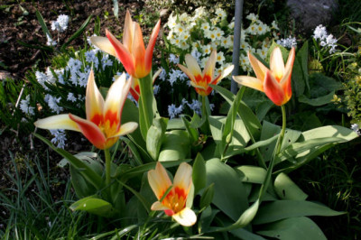Bot.Tulpe407.jpg