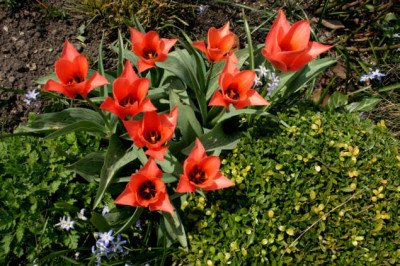 Bot.Tulpe607.jpg