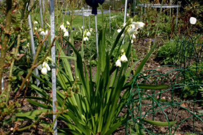 Fruhling2007.jpg