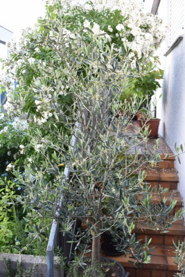 Olivenblüte 2018 001.JPG