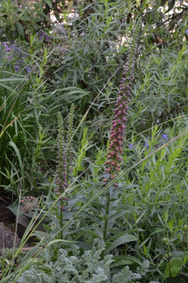 Digitalis_parviflora.18-5.jpg
