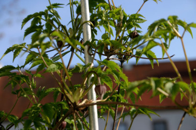 Clematis_fauriei0307.jpg