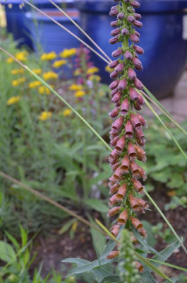 Digitalis_parviflora.18-2.jpg