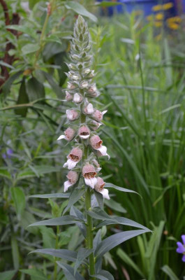 Digitalis_lanata.18-1.jpg