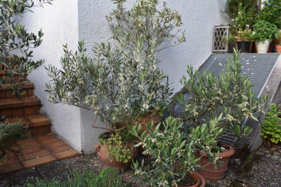 Olivenblüte 2018 011.JPG
