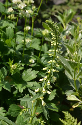 Digitalis-welcher.18-1.jpg
