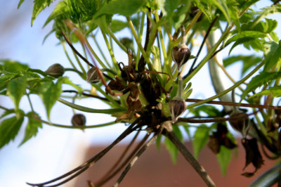 Clematis_fauriei0107.jpg
