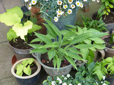 2018-06-02 Hosta 'Hyuga Urajiro'.jpg