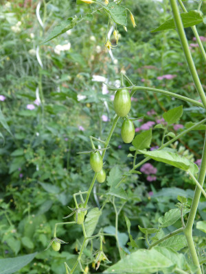 2018-06-03 Tomaten 'Gelbe Johannisbeere' 1.jpg