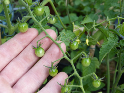 2018-06-03 Tomaten 'Gelbe Johannisbeere' 2.jpg
