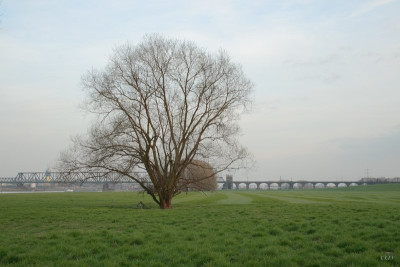 comp_WS.A6_Baum3.jpg