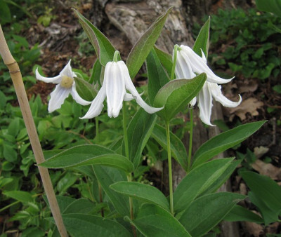 IMG_2757_Clematis_integrifolia_Baby_White_3Juni2018_.jpg