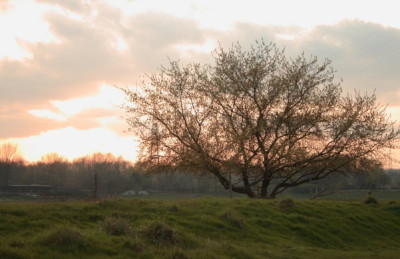 new_WS.A6_Baum4.jpg