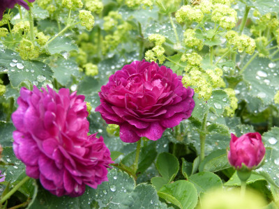 2018-06-02 Rosen 'La Negresse'.jpg