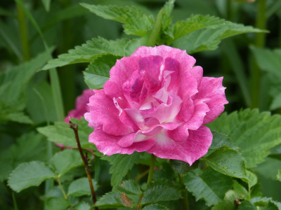 2018-06-02 Rosen 'Let's Celebrate'.jpg