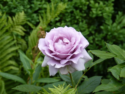 2018-06-02 Rosen 'Novalis'.jpg