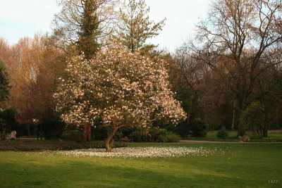 comp_WS.A6_Baum2.jpg