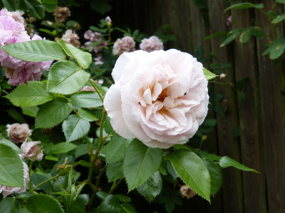 2018-06-02 Rosen 'Herkules'.jpg